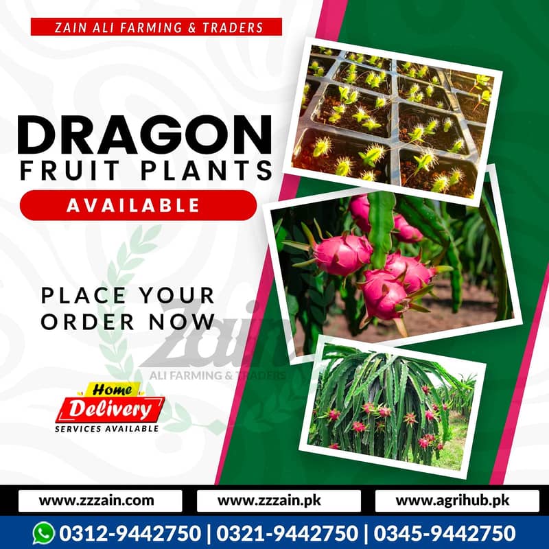 We have Dragon fruit Seeds and plants 03459442750 Zain Ali Traders 3