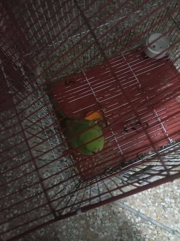 Female parrot and active 0