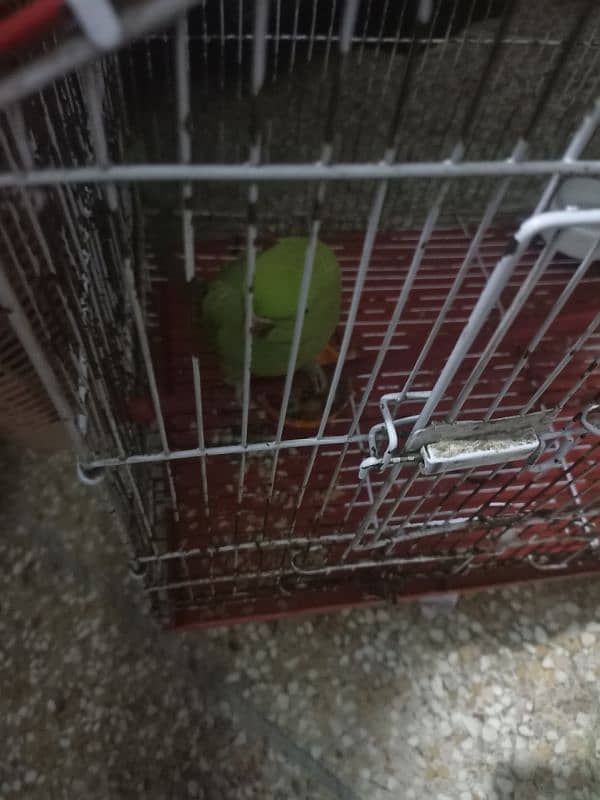 Female parrot and active 1