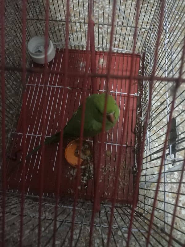 Female parrot and active 2