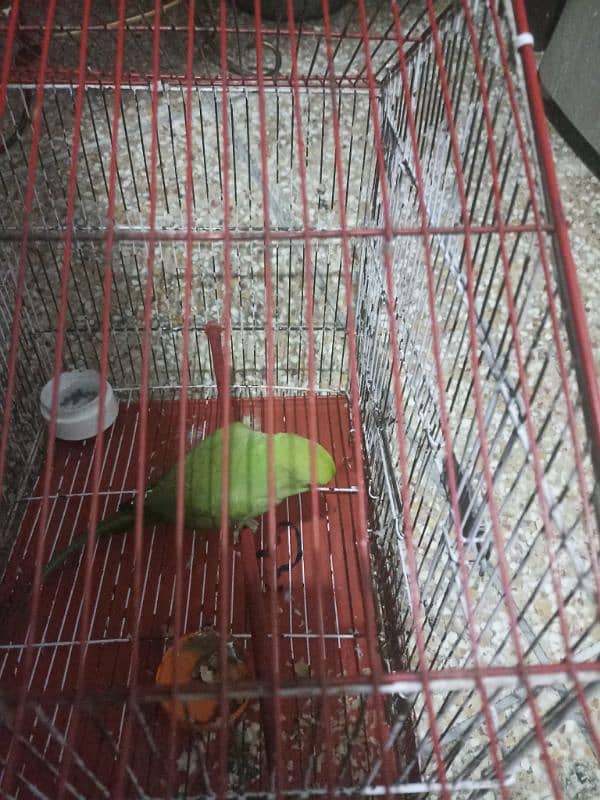 Female parrot and active 3