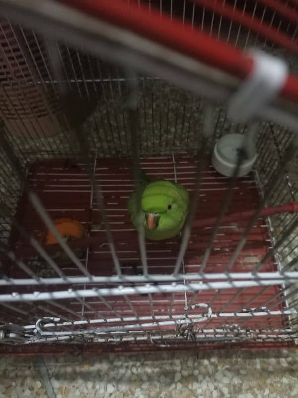 Female parrot and active 4