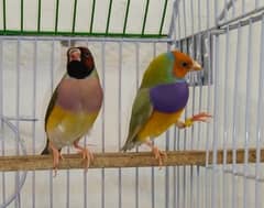 Common / Lutino Gouldian Finch Breeder Pair