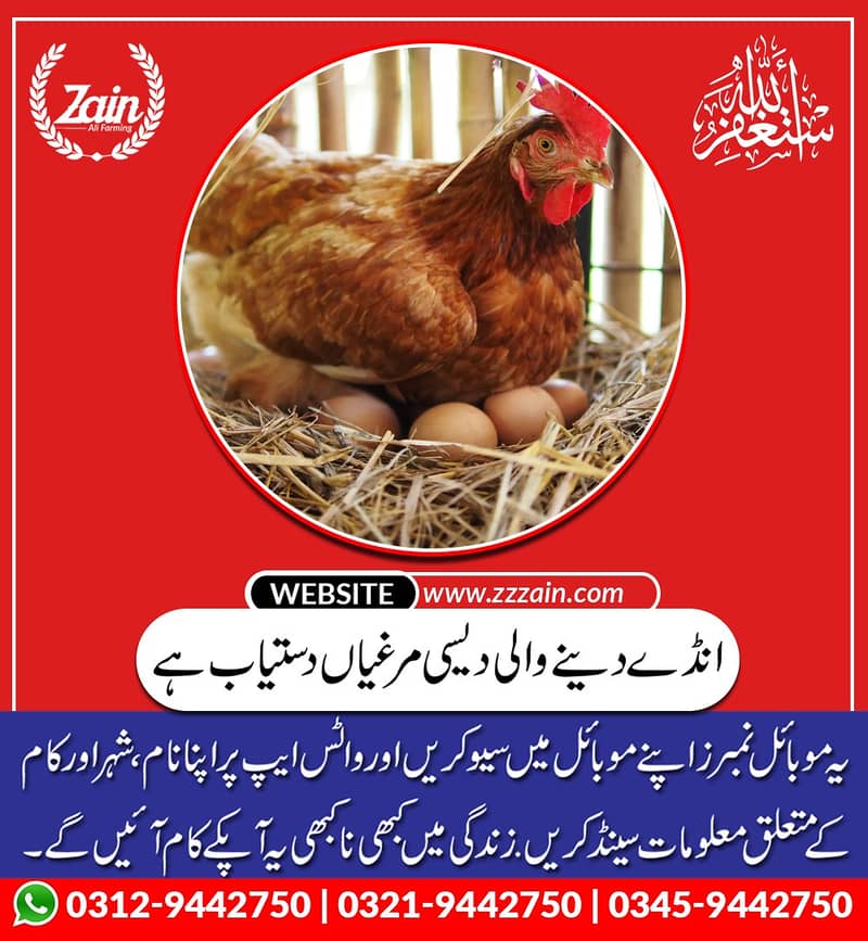 *Sale Alert*Golden Misri Starter, Egg Laying Hen's. . 1