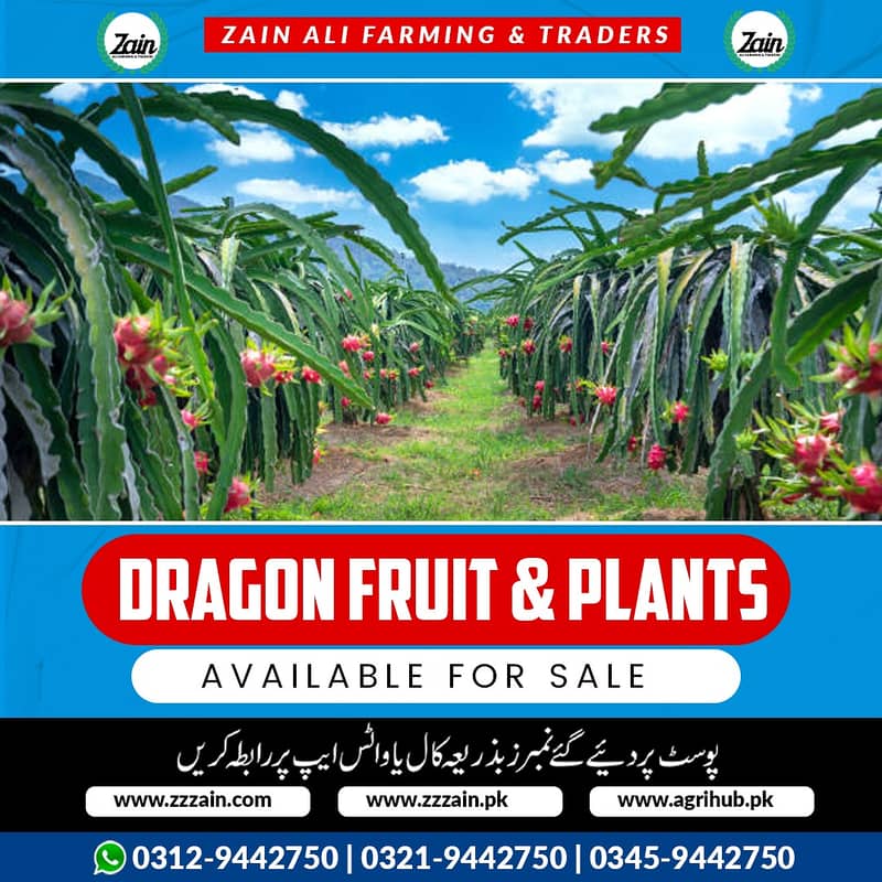 Dragon fruit plants available 03129442750 Zain Ali Farming & Traders 2