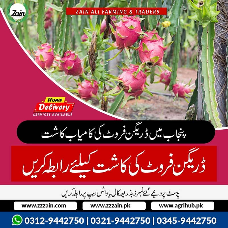 Dragon fruit plants available 03129442750 Zain Ali Farming & Traders 3