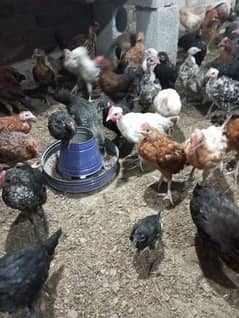 44 days old golden misri chicks/ Desi hens/ vaccinated chicks for sale