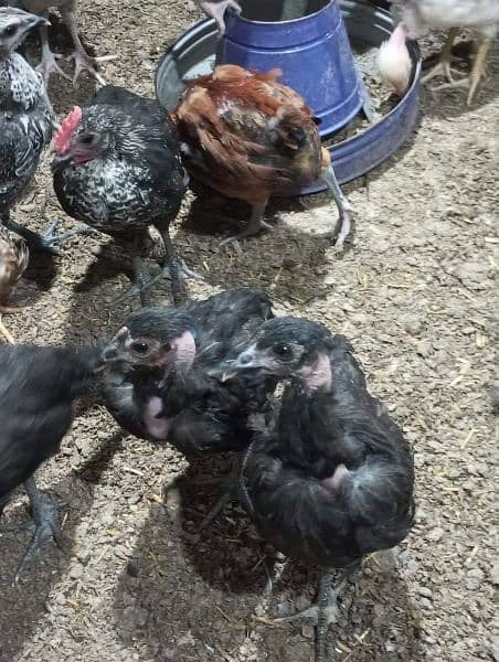 105 days old golden misri chicks/ Desi hens/ vaccinated chicks 3