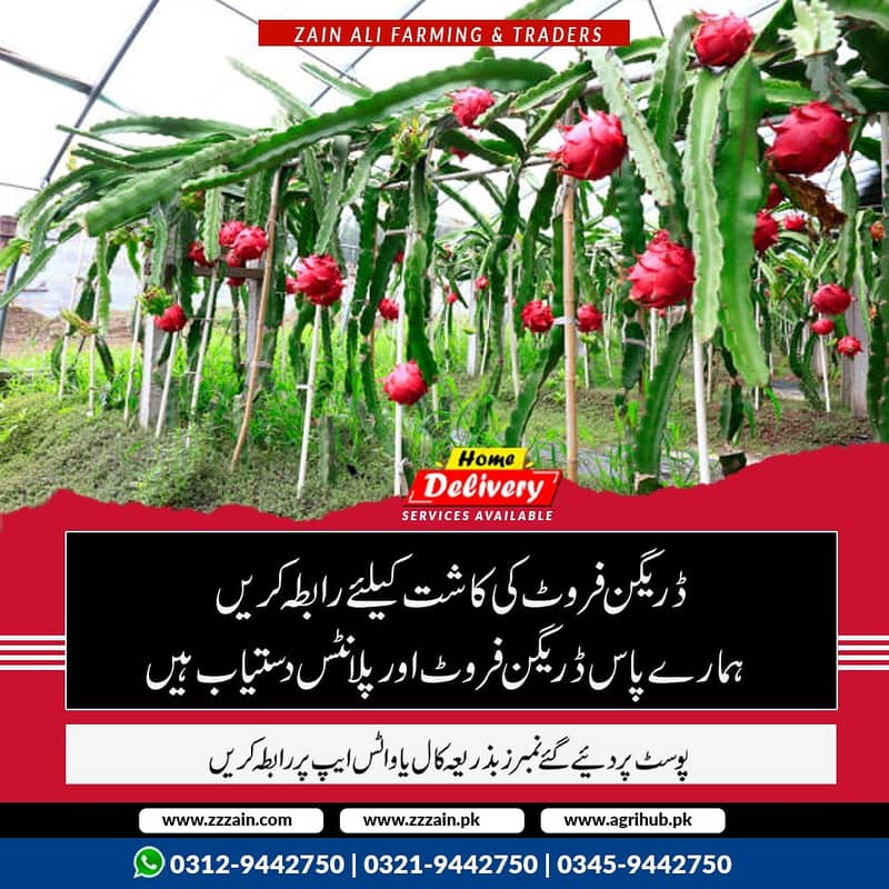 Dragon fruit plants available 03129442750 Zain Ali Farming and Trader 2