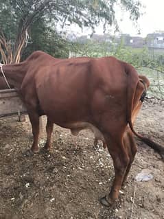 sahiwal cow