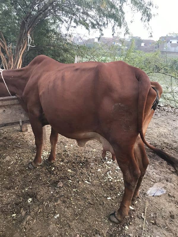 sahiwal cow 0