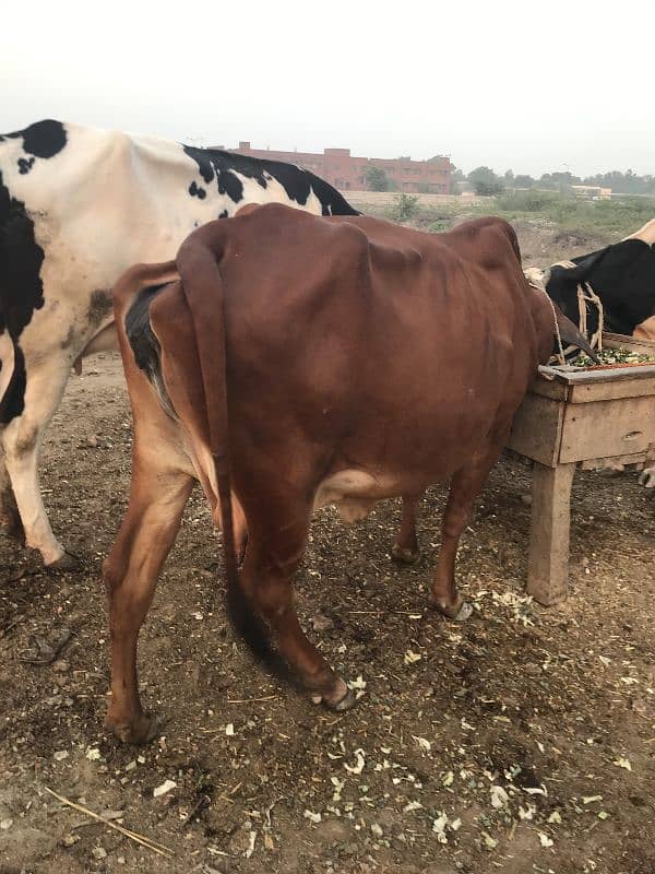 sahiwal cow 2