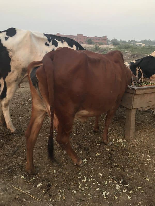 sahiwal cow 3