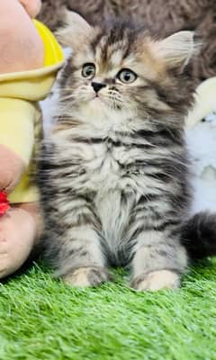 pure Persian Tebby female kitten WhatsApp Number 03124188513