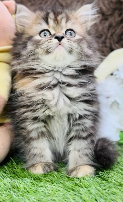 pure Persian Tebby female kitten WhatsApp Number 03124188513 1