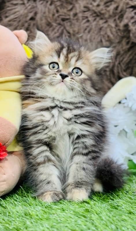 pure Persian Tebby female kitten WhatsApp Number 03124188513 5