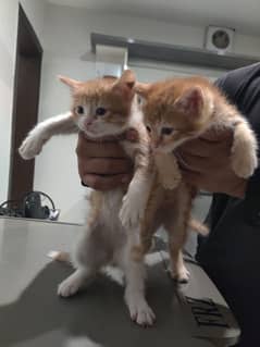 kittens for adoption