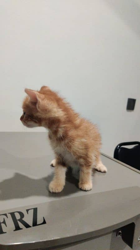 kittens for adoption 1