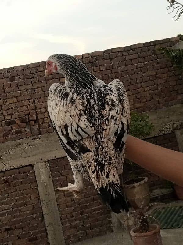 Aseel hens for sale 5