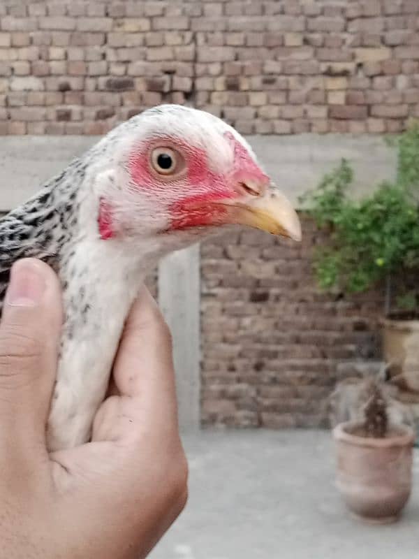 Aseel hens for sale 6