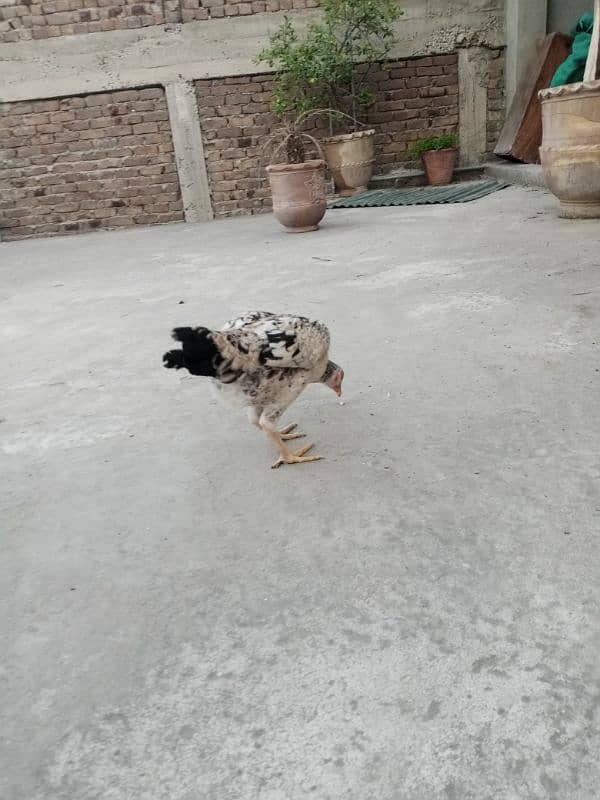 Aseel hens for sale 7