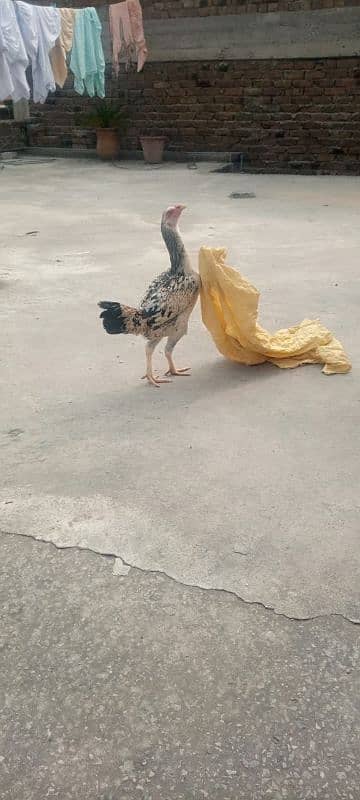 Aseel hens for sale 9