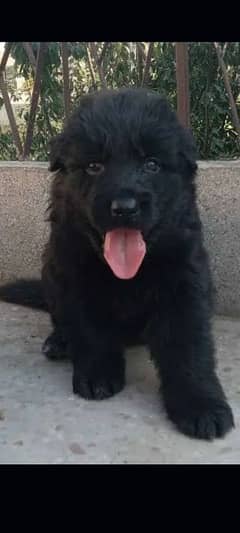 Black German Puppy