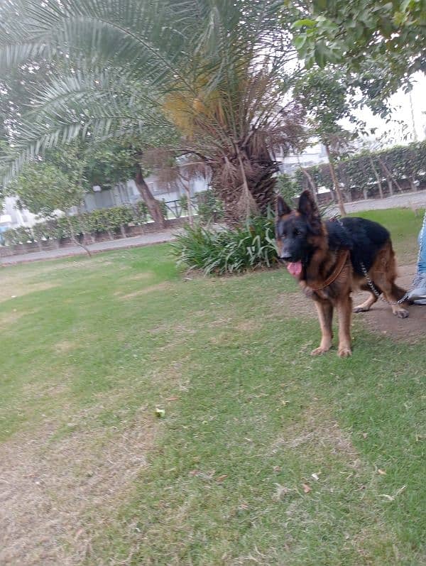 Pink Pedigree German shepherd for Stud 0