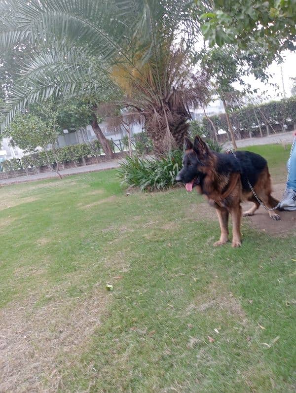 Pink Pedigree German shepherd for Stud 1