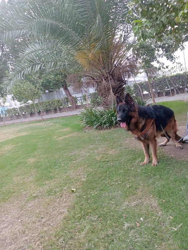 Pink Pedigree German shepherd for Stud 2