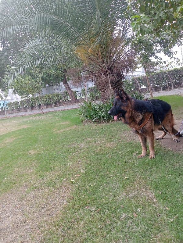 Pink Pedigree German shepherd for Stud 3