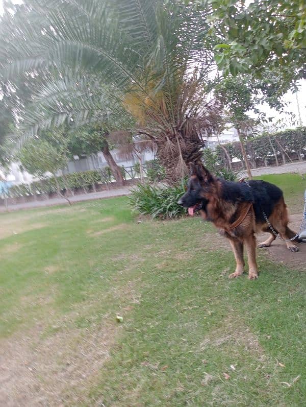 Pink Pedigree German shepherd for Stud 4