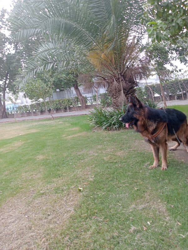 Pink Pedigree German shepherd for Stud 5