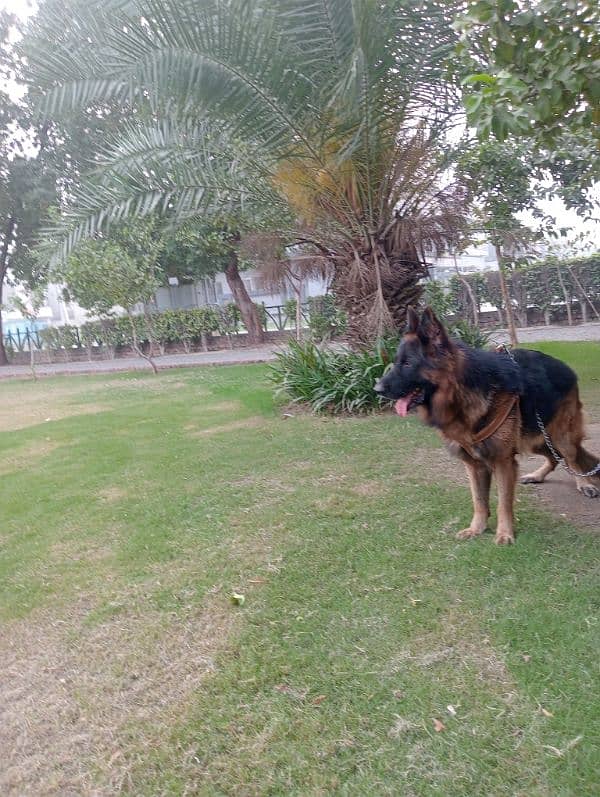 Pink Pedigree German shepherd for Stud 6