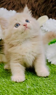 Persian fawn male kitten available whatsapp number 03124188513