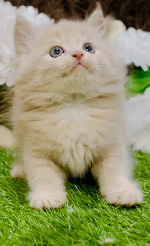 Persian fawn male kitten available whatsapp number 03124188513 2