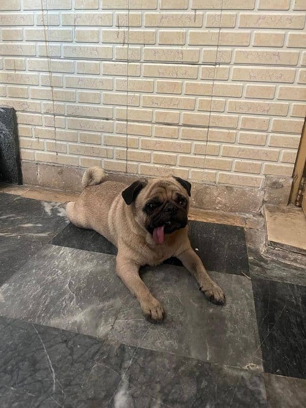 pug For sale 0