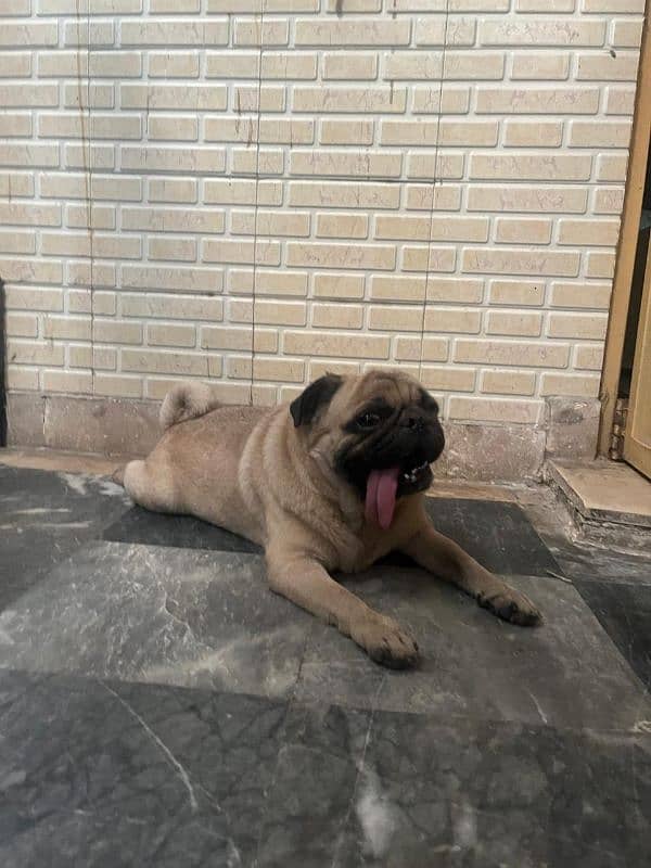 pug For sale 1