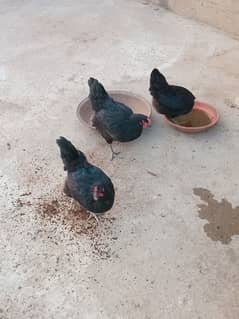 3 Lohman Black eggs laying for sale 2400 each