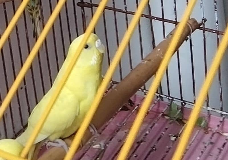 Australian parrots breaders pairs black and red eyes 0