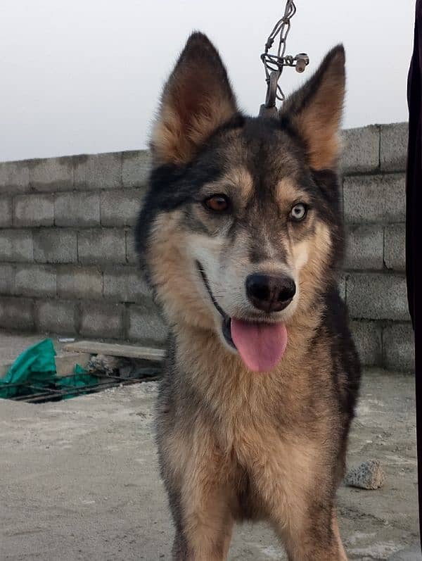 Siberian husky odd eyes friendly dog female for sale 0