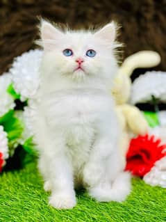 Persian female kitten available WhatsApp number 03124188513