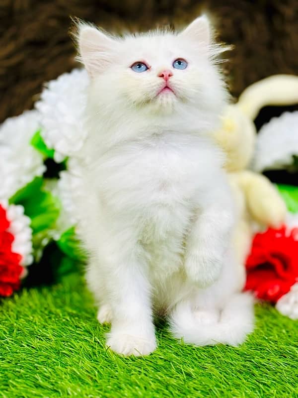 Persian female kitten available WhatsApp number 03124188513 5