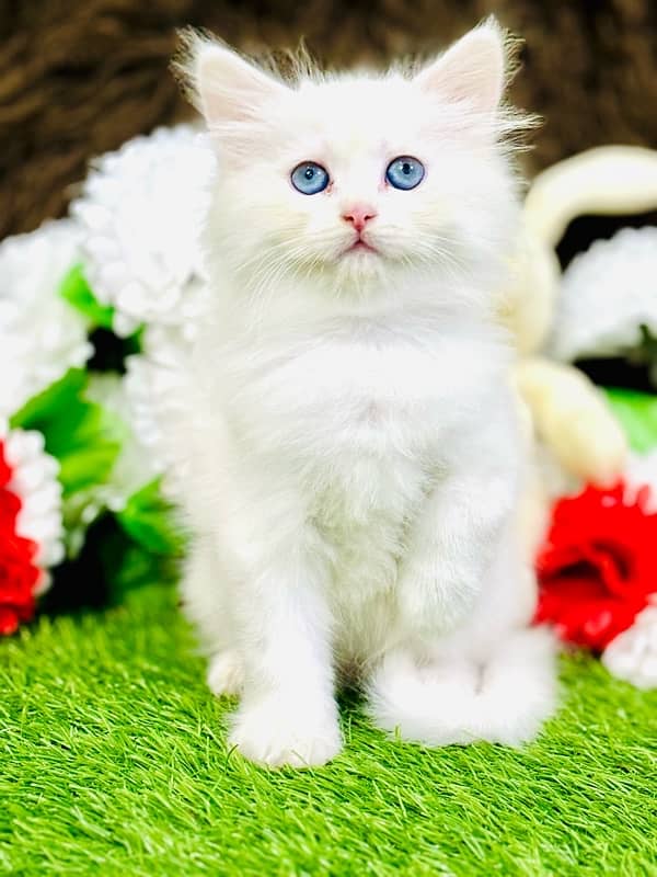 Persian female kitten available WhatsApp number 03124188513 7