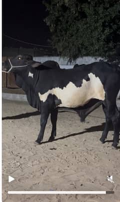 Khera Bachra available for sale meat weight 3.5