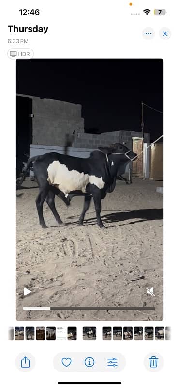 Khera Bachra available for sale meat weight 3.5 3