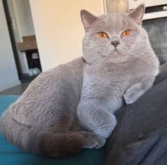 british shorthair