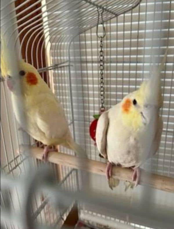 Eno & Common white Cockatiel 1