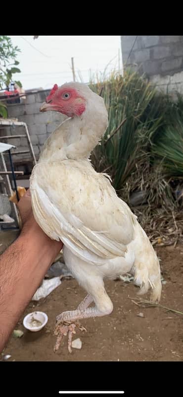 heera papaer white madi for sale blkul egg start 1