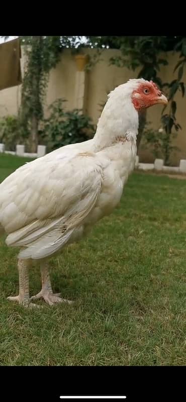 heera papaer white madi for sale blkul egg start 2